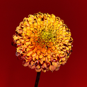 国产精品成人三级在线影院
